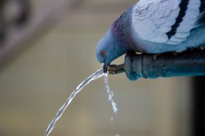 pet bird water dispenser